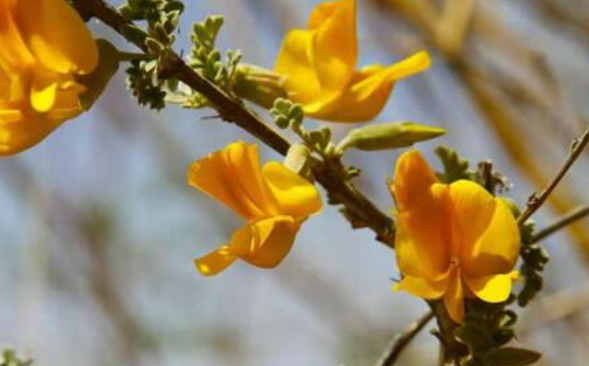 柠条花——青海最美的山花